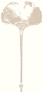 Ginkgo
